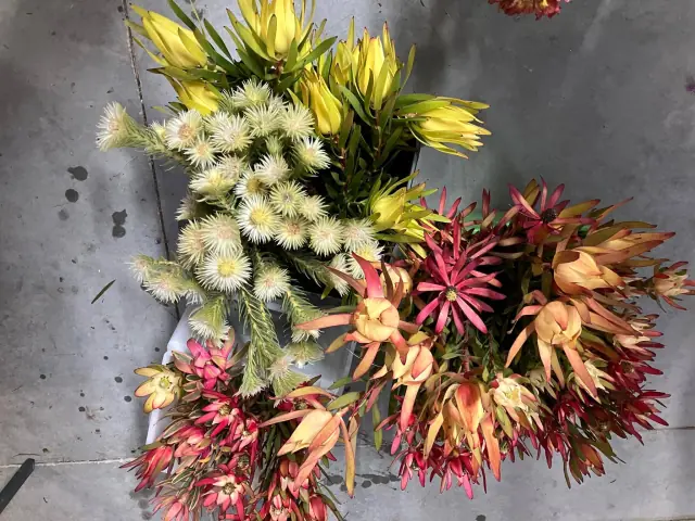 Fresh leucadendron and other blooms in yellow, cream and coral