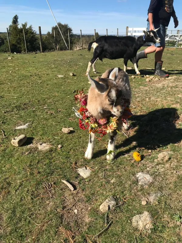A young goat wearing a flower garland in a South Wairarapa paddock